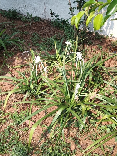 Hymenocallis caribaea image