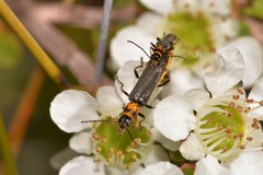Chauliognathus sydneyanus