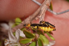 Chauliognathus sydneyanus