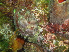 Haliotis spadicea