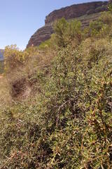 Cliffortia acutifolia