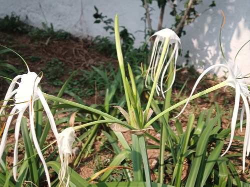 Hymenocallis caribaea image