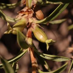 Cliffortia acutifolia