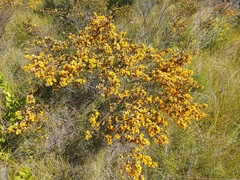Pultenaea rostrata