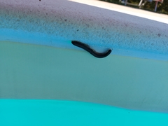 Pachyiulus oenologus