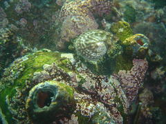 Haliotis spadicea