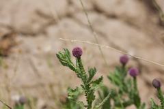 Sphaeranthus indicus