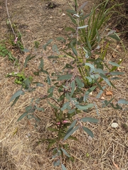 Eucalyptus paedoglauca