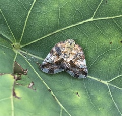 Ricania speculum