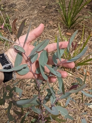 Eucalyptus paedoglauca