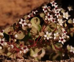 Crassula dentata