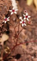 Crassula dentata