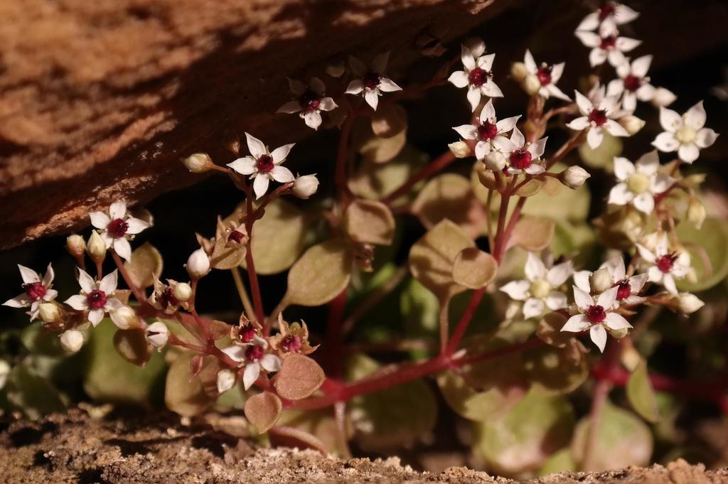Crassula dentata