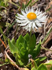 Coronidium boormanii
