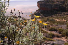 Euryops pectinatus pectinatus