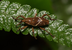 Cryptoderma formosense