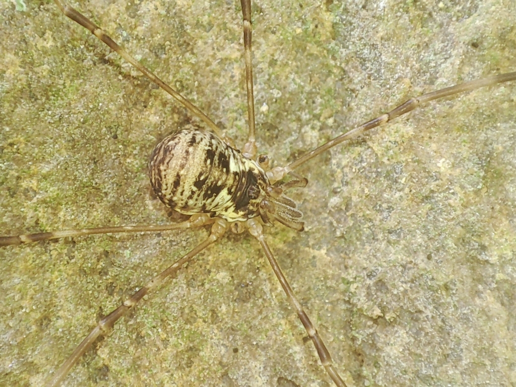 Dicranopalpus fraternus