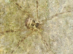 Dicranopalpus fraternus