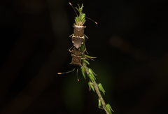 Cletomorpha simulans