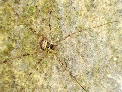 Dicranopalpus fraternus