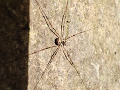 Dicranopalpus fraternus