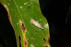 Phaedusinae