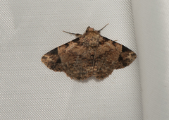 Panilla costipunctata