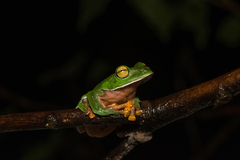 Zhangixalus aurantiventris