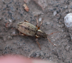 Phyllobius contemptus