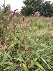 Persicaria careyi