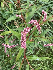 Persicaria careyi