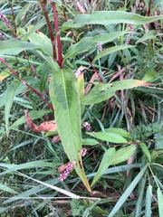Persicaria careyi
