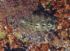 Acanthochitona crinita