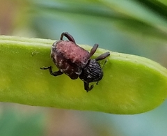 Chalcodermus collaris