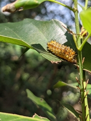 Scopelodes contracta