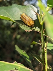 Scopelodes contracta