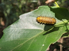 Scopelodes contracta