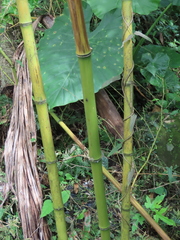 Phyllostachys makinoi