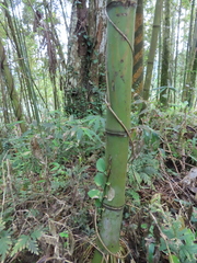 Phyllostachys makinoi