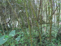 Phyllostachys makinoi