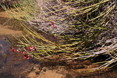 Indigofera gifbergensis