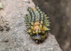 Scopelodes contracta