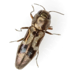 Agrilus lautuellus