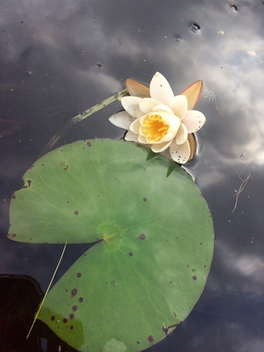 Nymphaea odorata