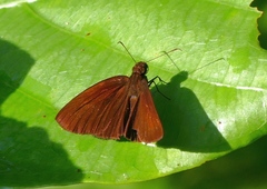 Ancistroides nigrita