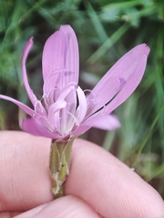 Scorzonera rosea