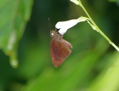 Ancistroides nigrita