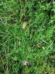 Scorzonera rosea
