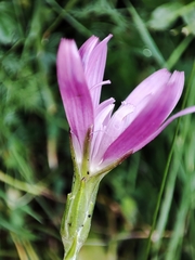 Scorzonera rosea