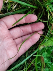 Scorzonera rosea